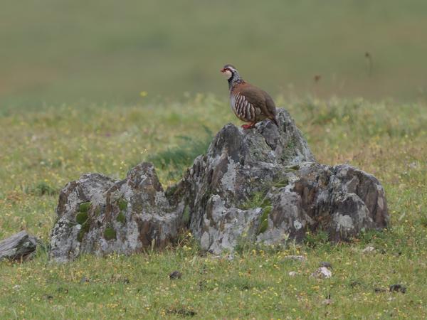 <h3><a href="/trips/extramadura/biota/animalia/chordata/aves/006 galliformes/005 phasianidae/alectoris rufa/alectoris rufa-nl.html">Alectoris&nbsp;rufa</a> / Red‑legged&nbsp;partridge / Rode&nbsp;patrijs</h3>OM-1 Mark II met OLYMPUS M.150-400mm F4.5 TC, 1/2000 sec  bij F5.6, ISO 3200, afstand 124&nbsp;m